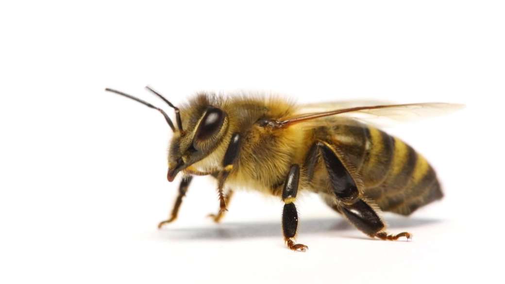 VČELA (Hmyz) online puzzle