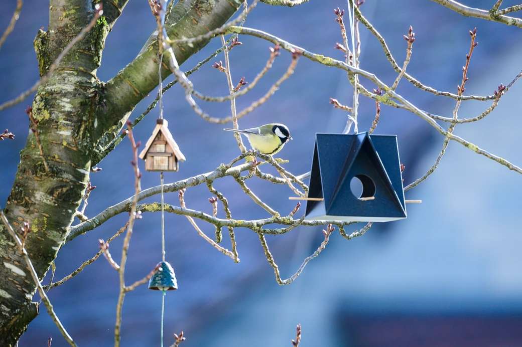 бяла и черна птица върху кафява дървена къща за птици онлайн пъзел