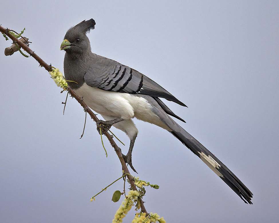 The white-bellied noisy online puzzle