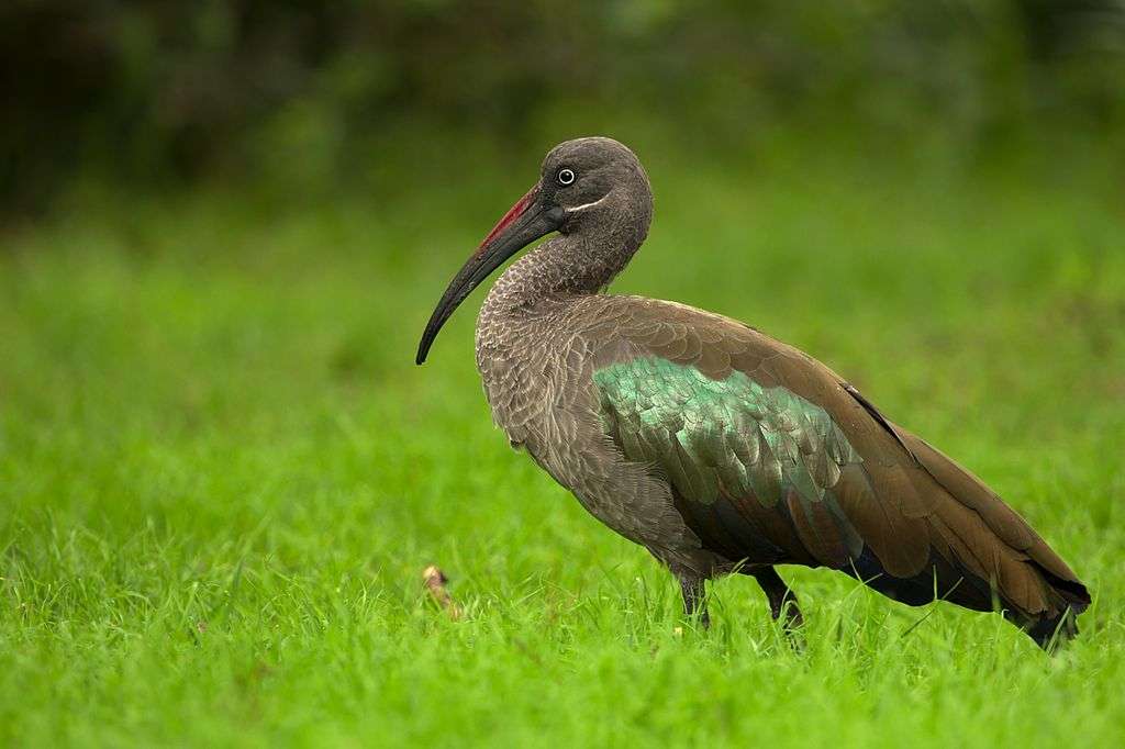 Vithårig ibis pussel på nätet