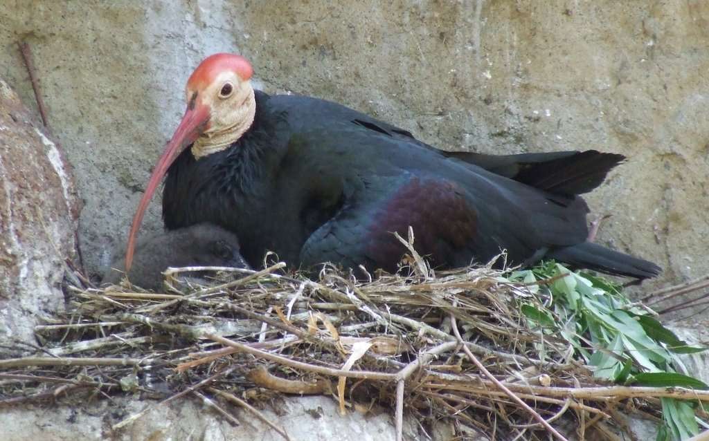 Den kala ibis pussel på nätet