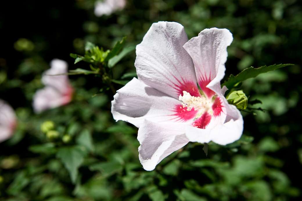A beautiful hibiscus online puzzle