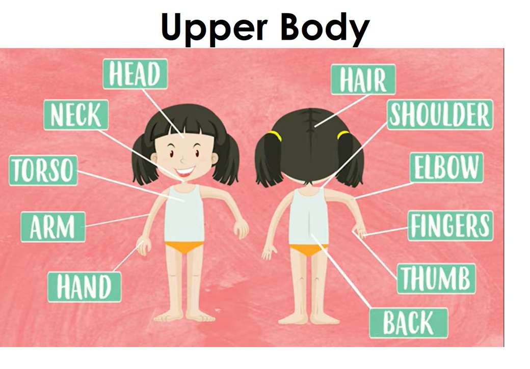 Upper body parts online puzzle
