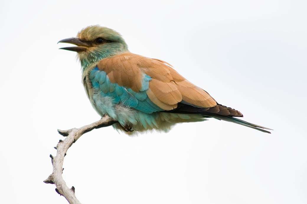 Abyssinian Roller online puzzle