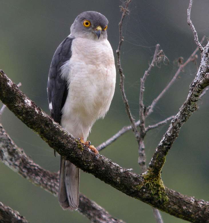 Malagasy Sparrowhawk Pussel online
