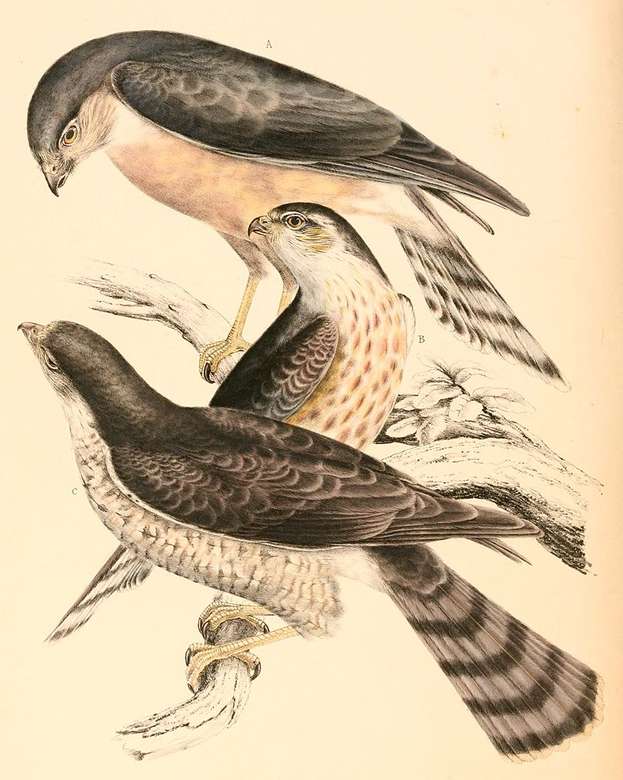 El halcón de vientre rojo rompecabezas en línea