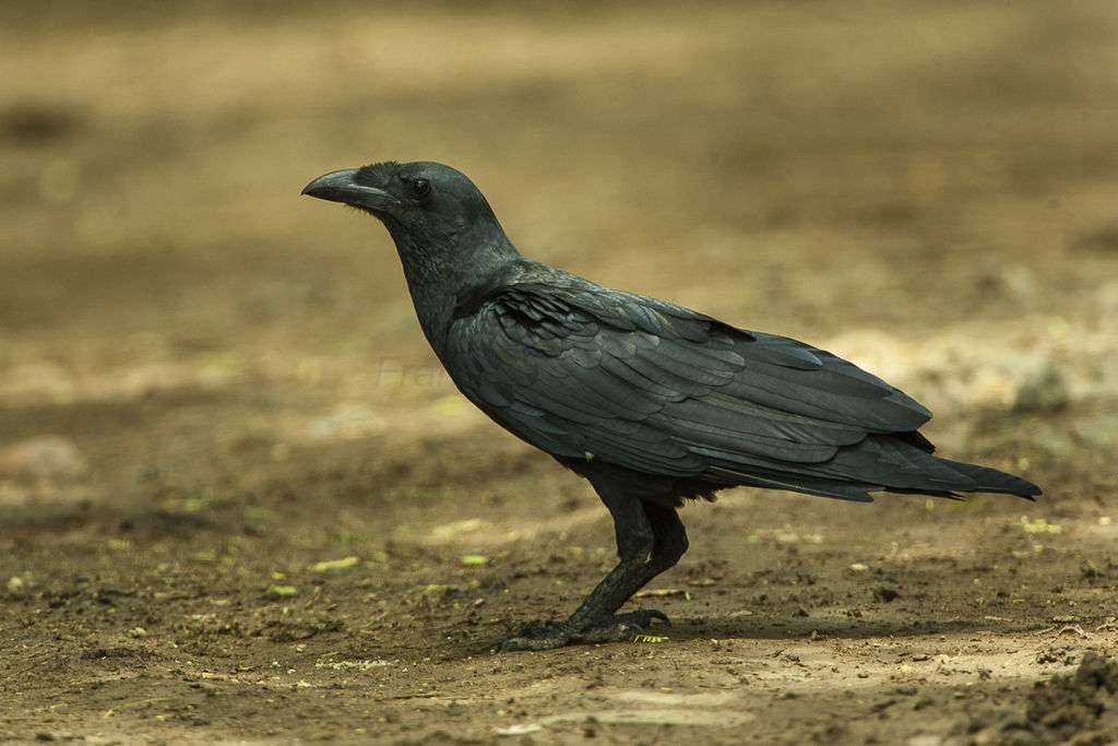 Il corvo sta strisciando puzzle online
