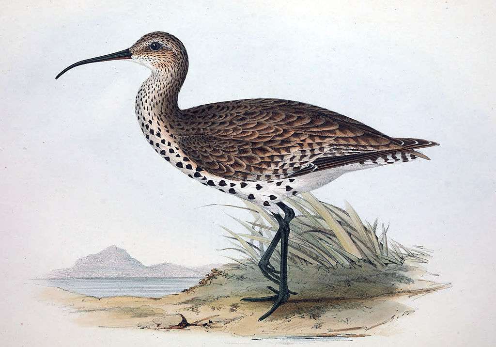 Tunn-billed curlew Pussel online