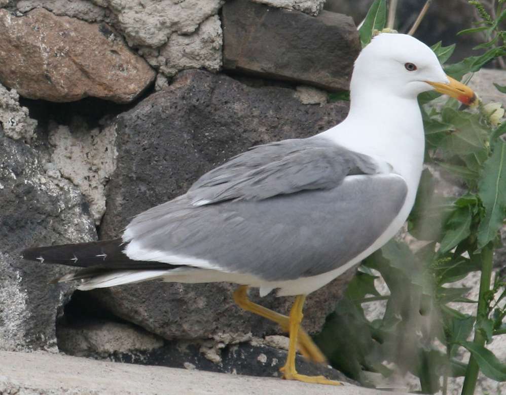 Armenian seagull online puzzle