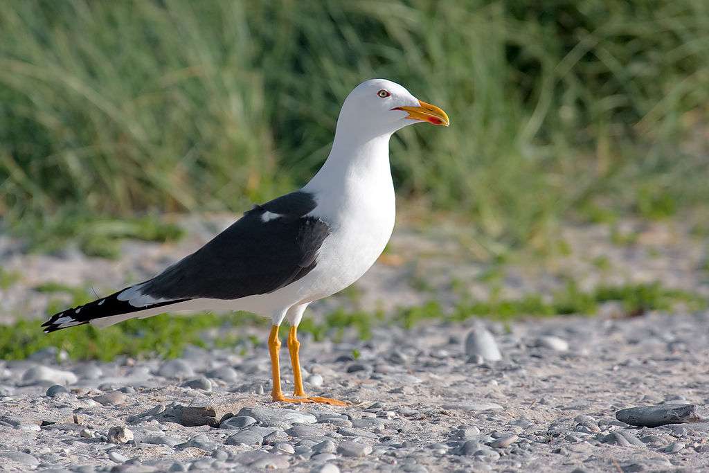 Yellow-legged gull online puzzle