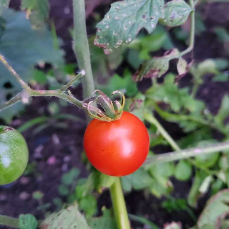 erste eigene Tomate Online-Puzzle