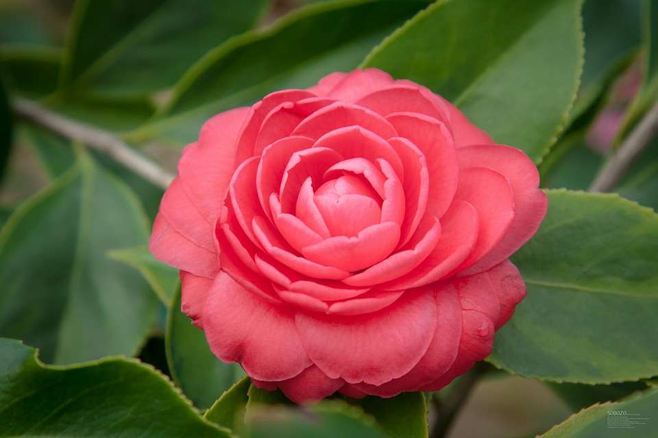 kamélie růžový květ online puzzle