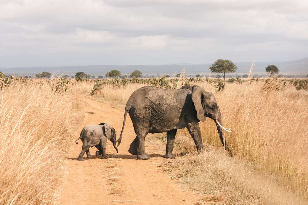 Слон и слон онлайн пъзел