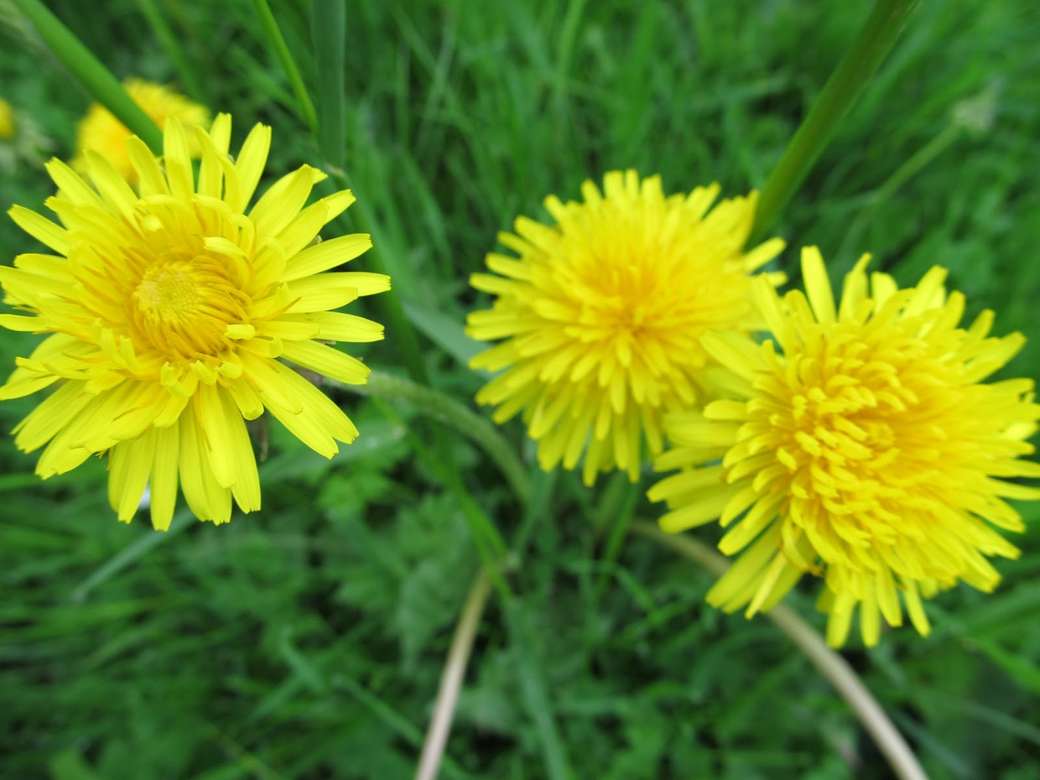 Flores amarelas quebra-cabeças online