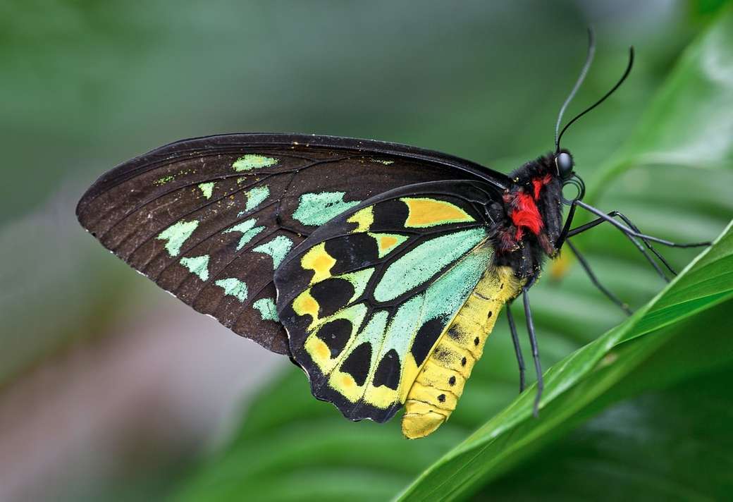 motýl skládačky online