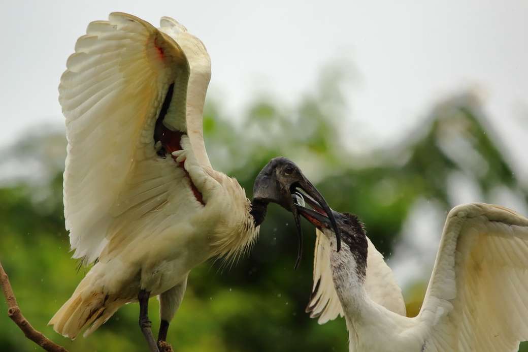 Moderfågel som matar baby - Vit ibis Pussel online