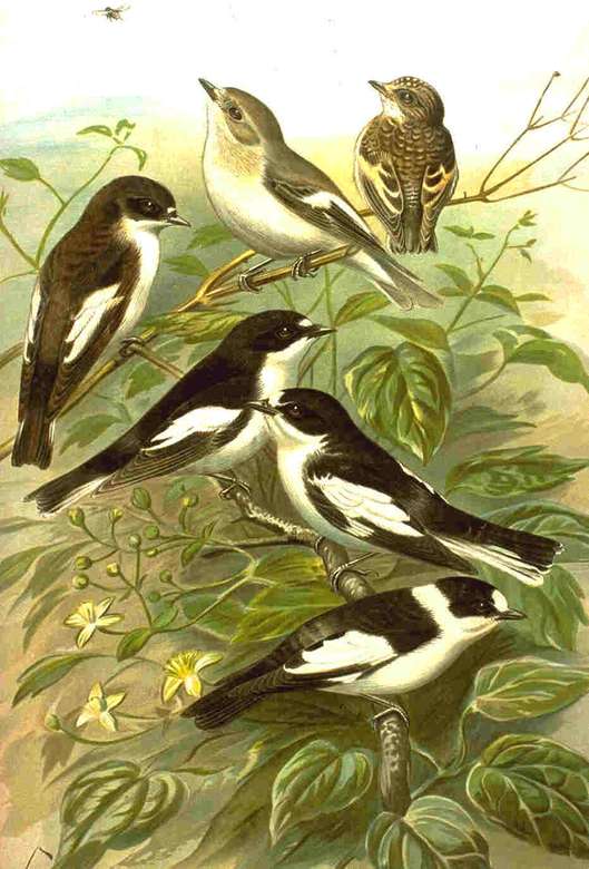 White-necked flycatcher online puzzle