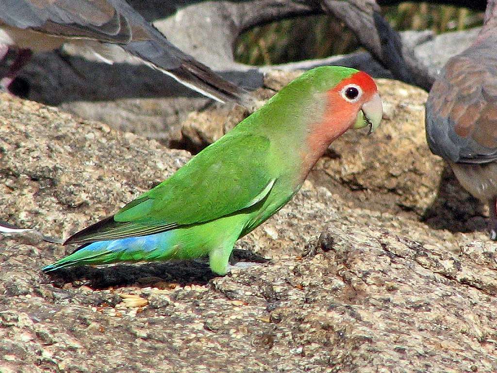 Red-fronted lovebird Pussel online