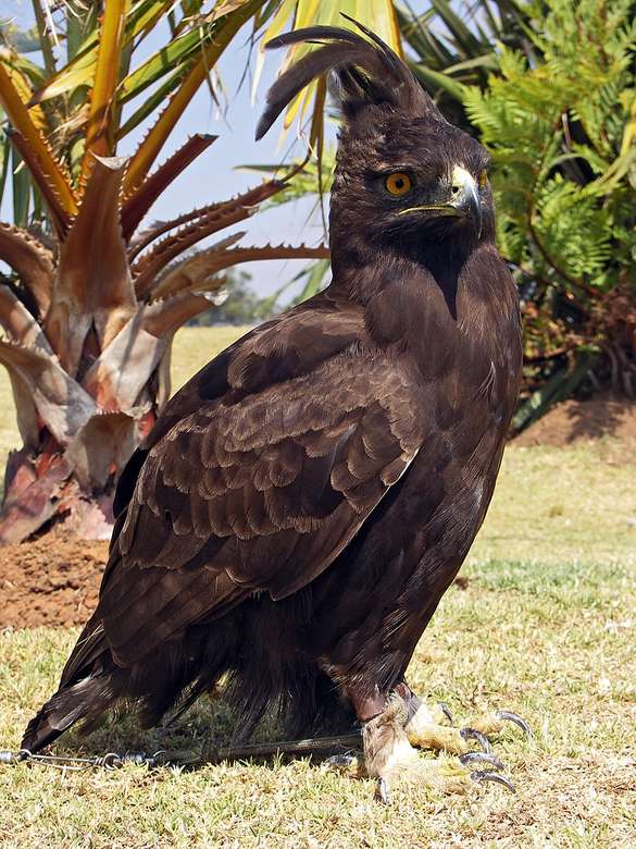 Vulturul cu coadă lungă jigsaw puzzle online