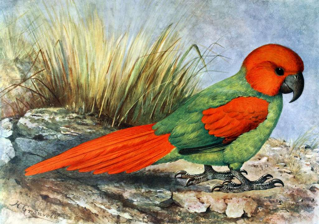 Rodrigues parrot jigsaw puzzle online