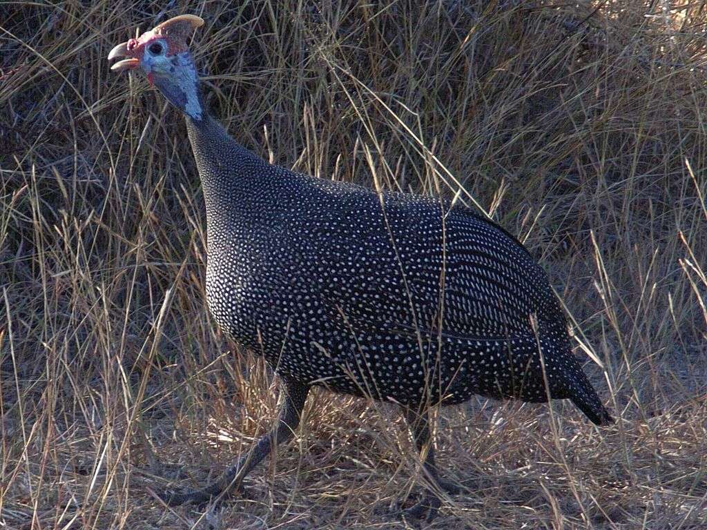 Common guinea fowl jigsaw puzzle online