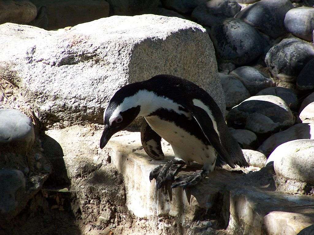 Pingüino africano rompecabezas en línea