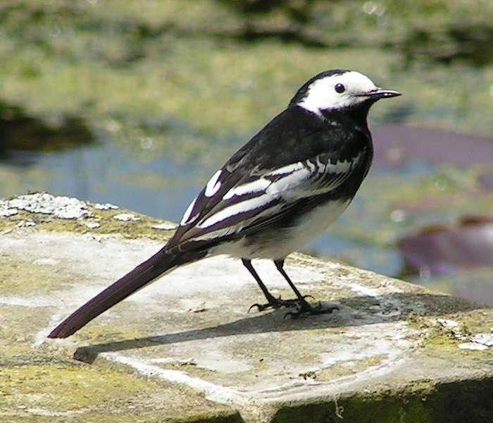 British Wagtail online puzzle