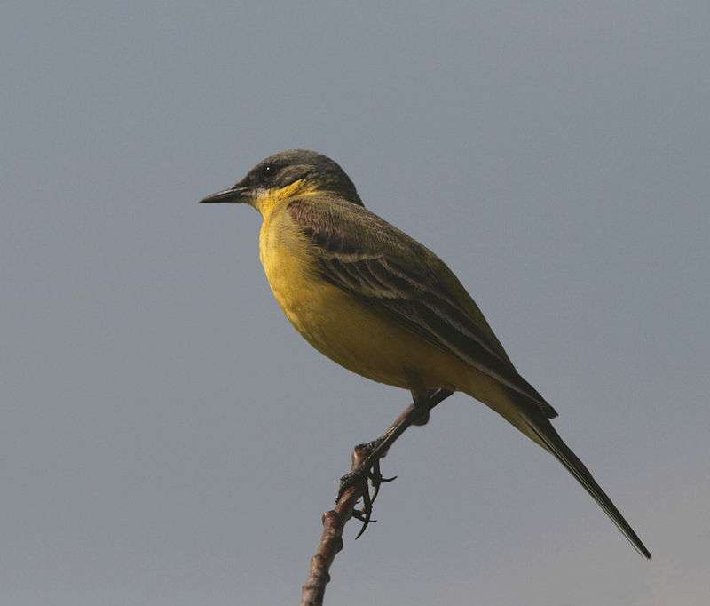 Sárga wagtail online puzzle