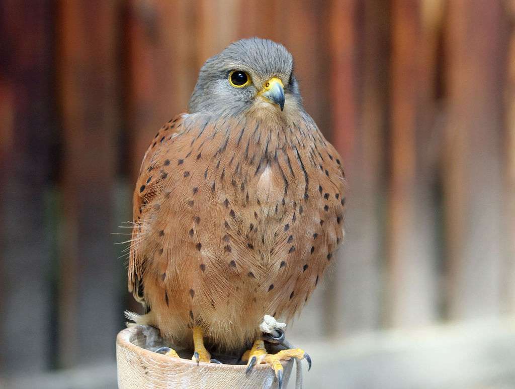 Скална ветрушка [2] (Falco tinnunculus rupicolus) - онлайн пъзел