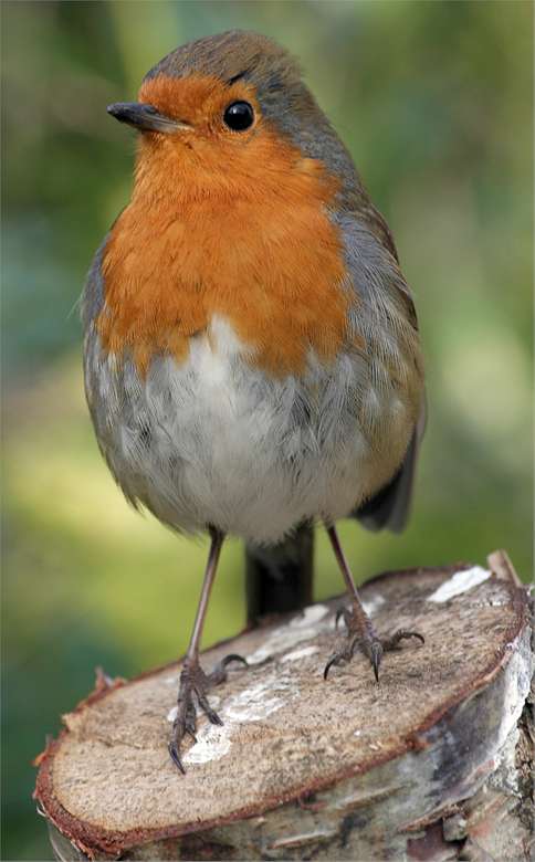 Robin (vogel) online puzzel