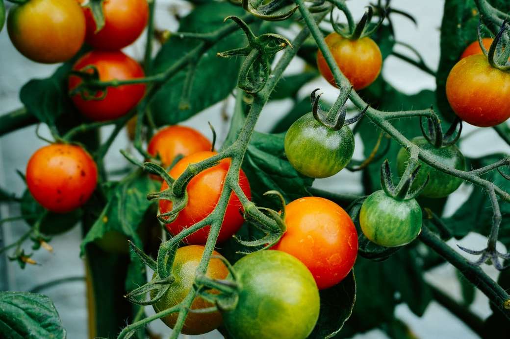 Tomatoes on the Vine jigsaw puzzle online
