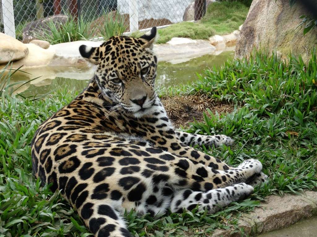 Jaguar... Pussel online