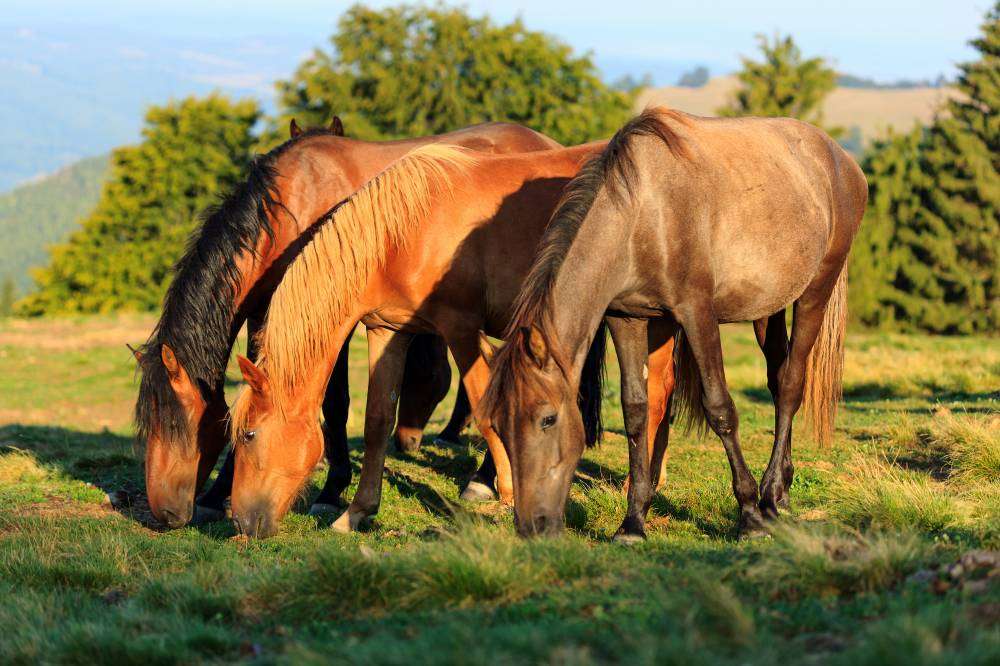 Cavalos pastando puzzle online
