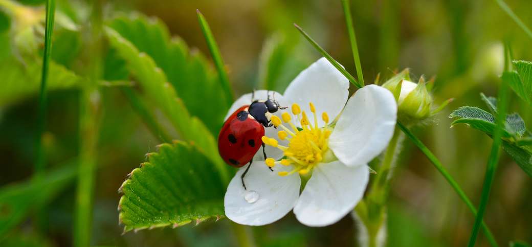 Ladybug σε ένα λουλούδι online παζλ