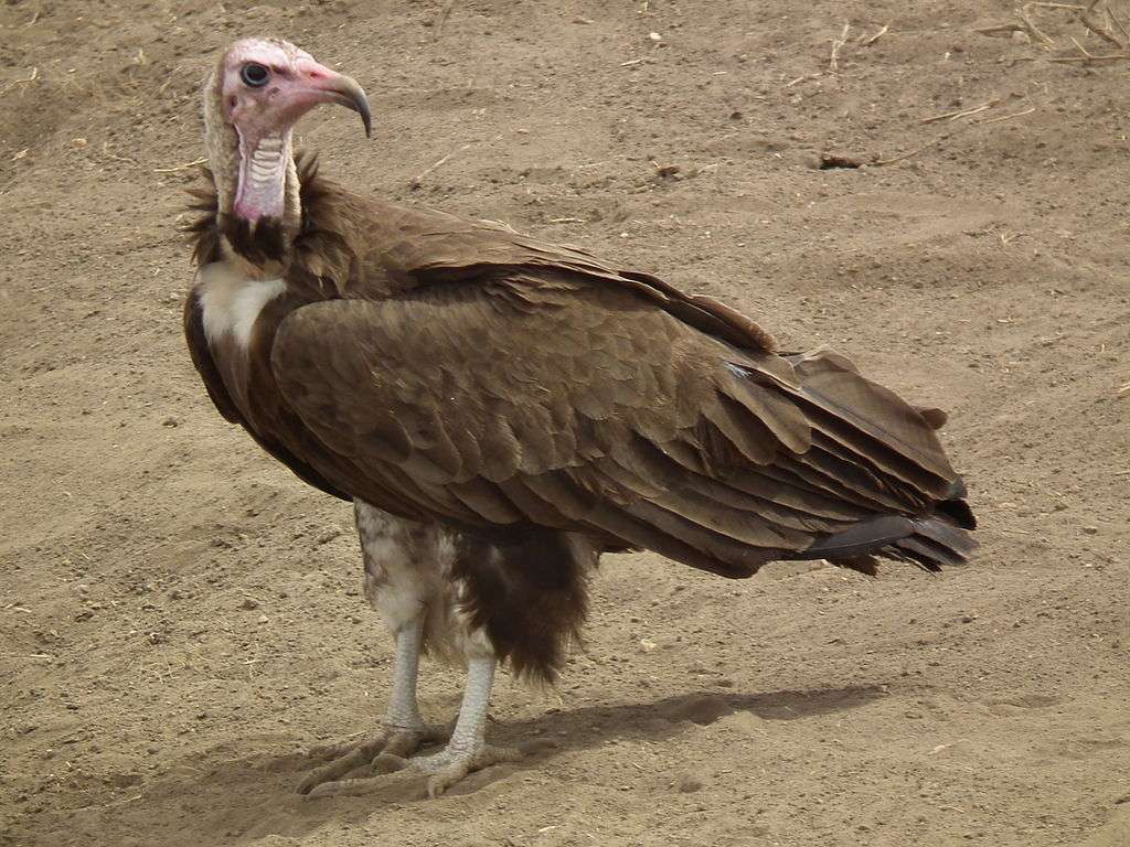Brown vulture online puzzle