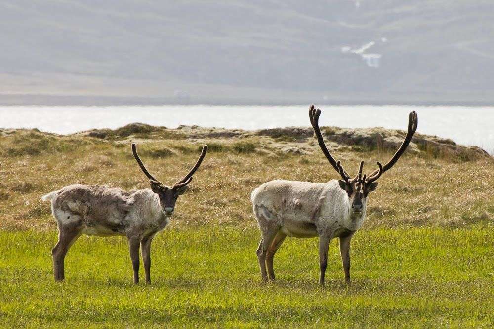 Животные Исландии пазл онлайн