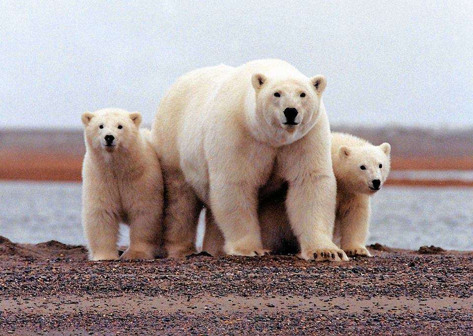 osos polares rompecabezas en línea