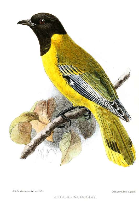 Abyssinian oriole online puzzle