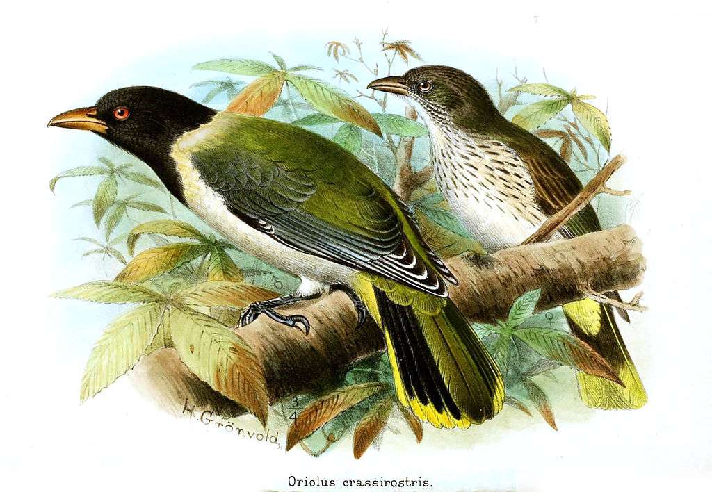 Greater-beaked oriole online puzzle