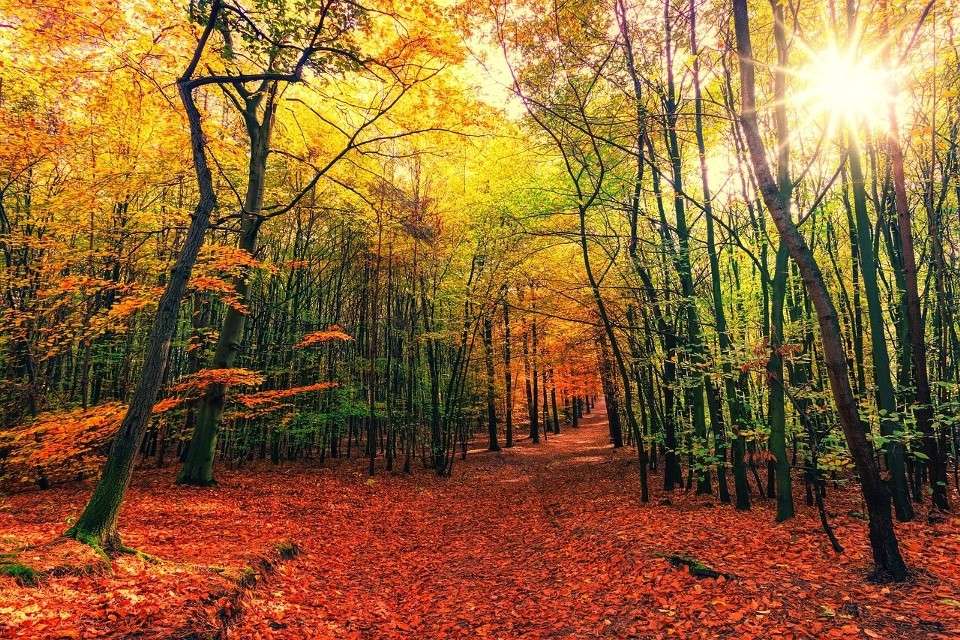 цветна есен в гората онлайн пъзел