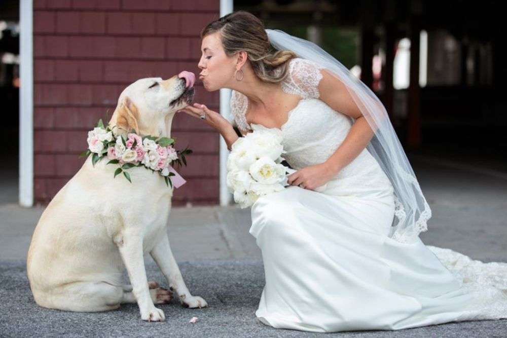 liten hund i en bröllopsession pussel på nätet
