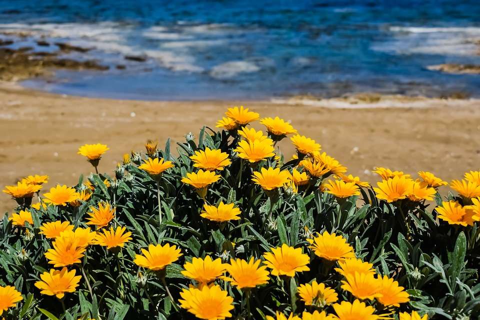 květiny na portugalské pláži online puzzle
