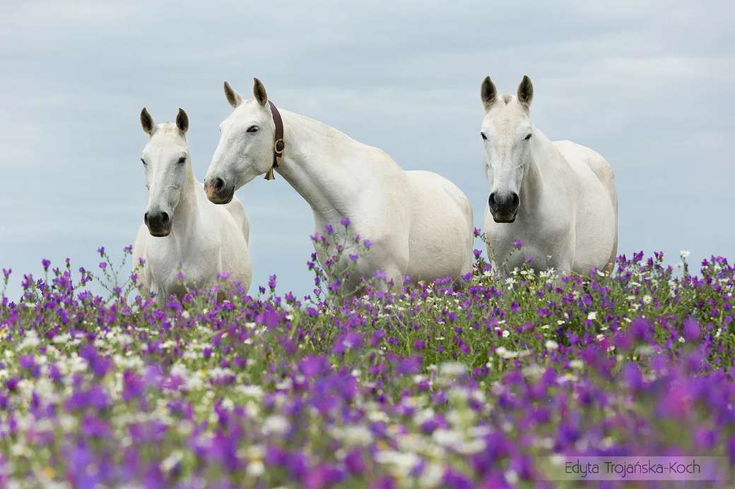 άλογα στο λιβάδι λουλουδιών online παζλ