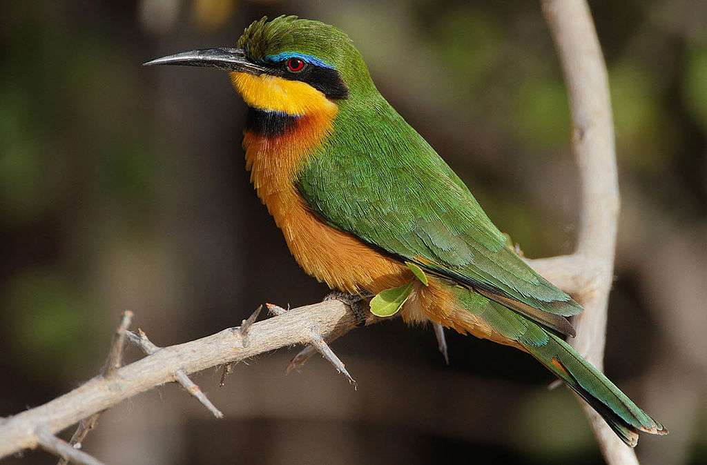A bee-eater, baby online puzzle