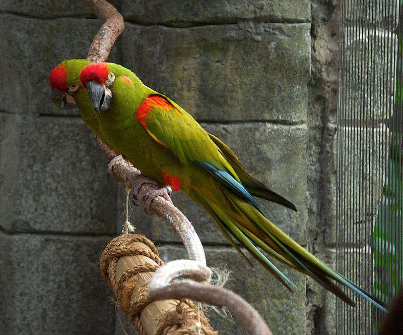 Pink-eyed macaw jigsaw puzzle online