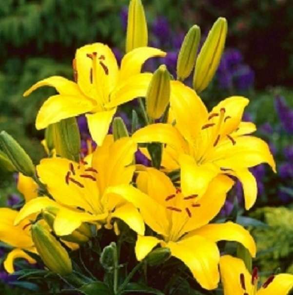 Lily jaune. puzzle en ligne