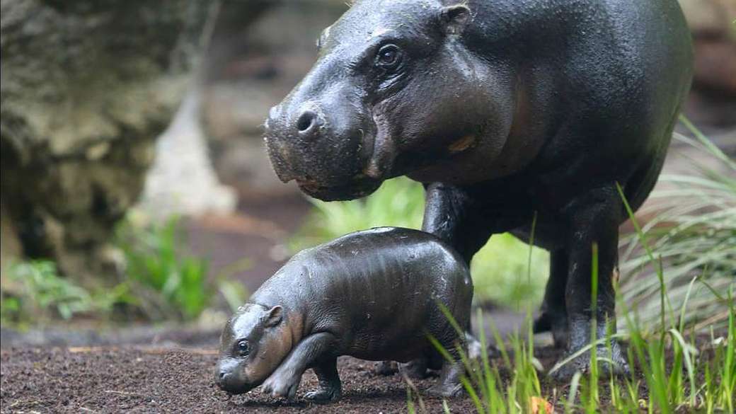 hippopotame pygmée puzzle en ligne