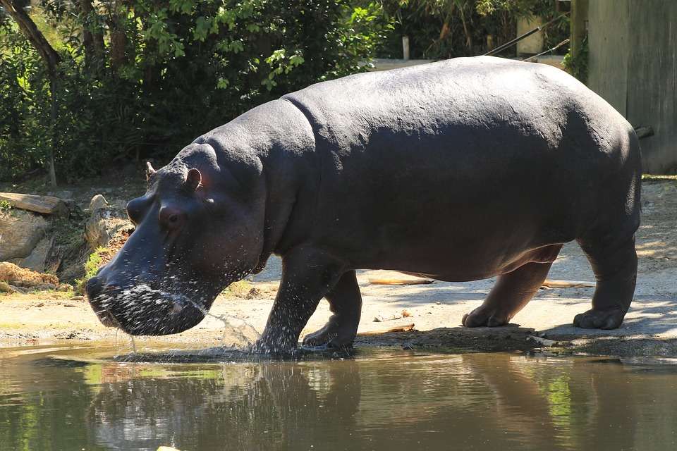 hippopotame pygmée puzzle en ligne