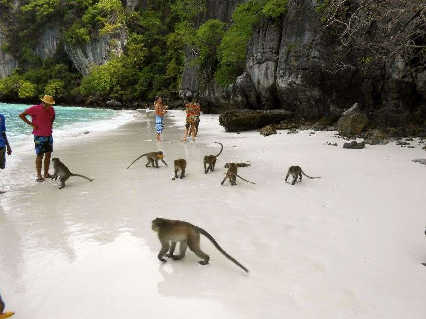 μαϊμούδες στην παραλία παζλ online