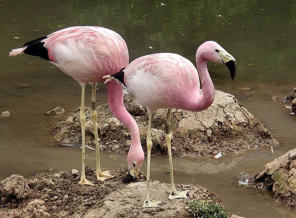 Andes flamingo online puzzel